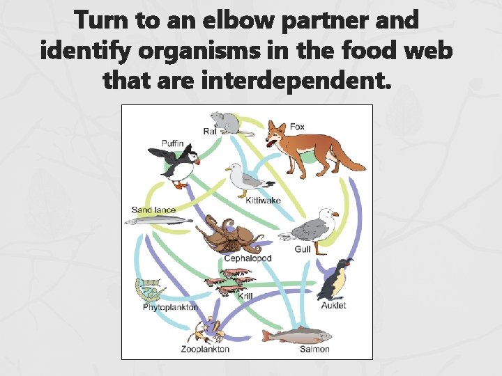 Turn to an elbow partner and identify organisms in the food web that are