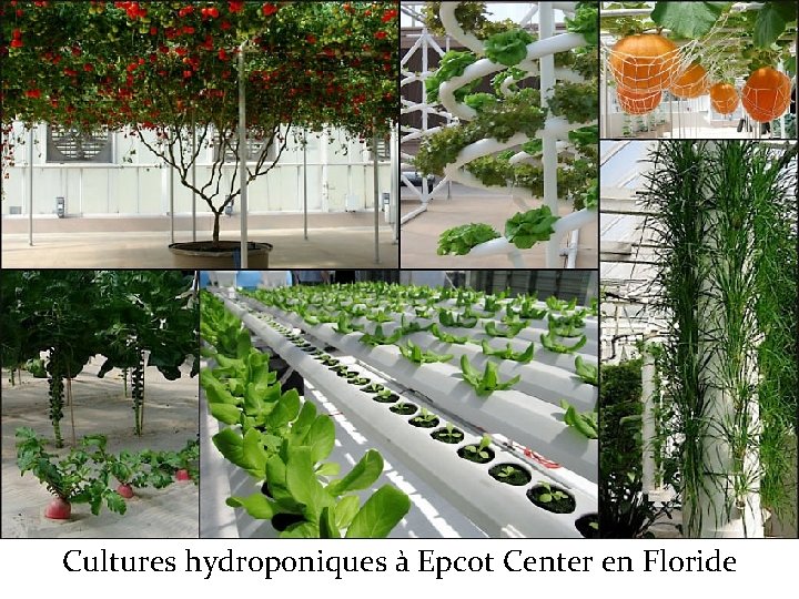 Cultures hydroponiques à Epcot Center en Floride 