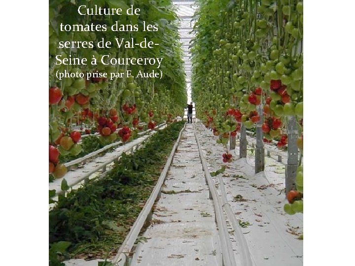 Culture de tomates dans les serres de Val-de. Seine à Courceroy (photo prise par