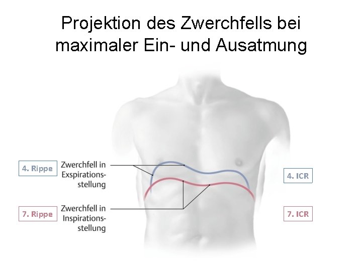 Projektion des Zwerchfells bei maximaler Ein- und Ausatmung 4. Rippe 7. Rippe 4. ICR