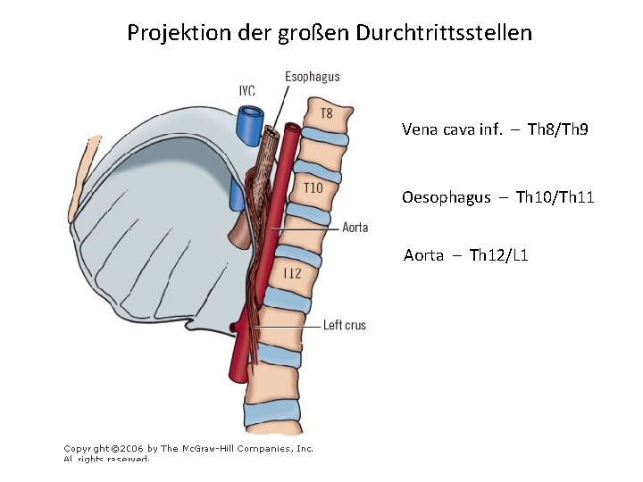 Projektion der großen Durchtrittsstellen Vena cava inf. – Th 8/Th 9 Oesophagus – Th