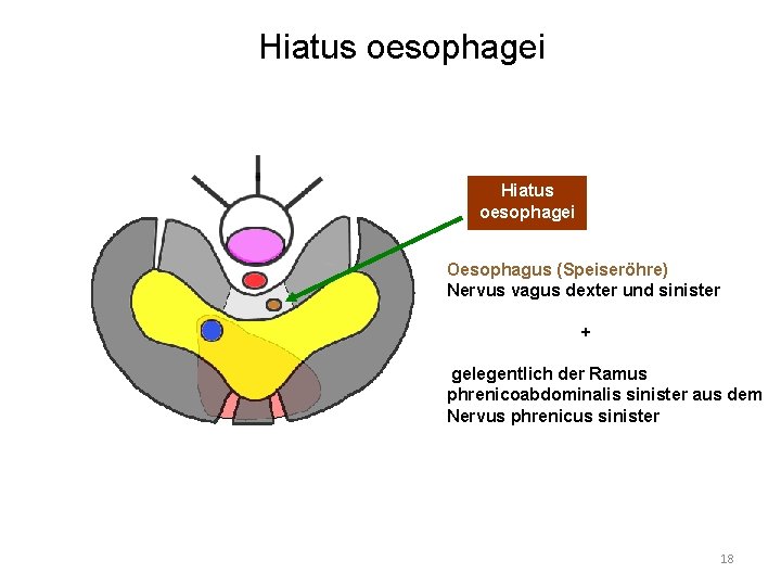 Hiatus oesophagei Oesophagus (Speiseröhre) Nervus vagus dexter und sinister + gelegentlich der Ramus phrenicoabdominalis