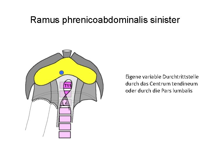 Ramus phrenicoabdominalis sinister Eigene variable Durchtrittstelle durch das Centrum tendineum oder durch die Pars
