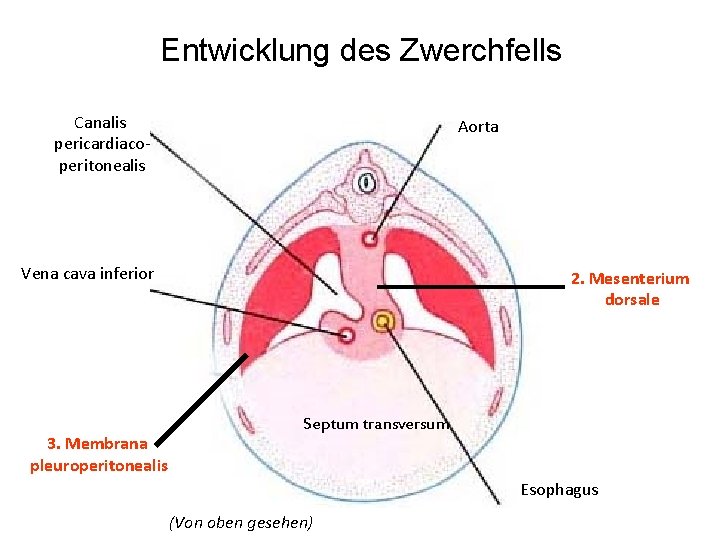 Entwicklung des Zwerchfells Canalis pericardiacoperitonealis Aorta Vena cava inferior 3. Membrana pleuroperitonealis 2. Mesenterium