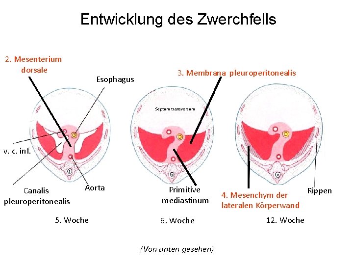 Entwicklung des Zwerchfells 2. Mesenterium dorsale Esophagus 3. Membrana pleuroperitonealis Septum transversum v. c.