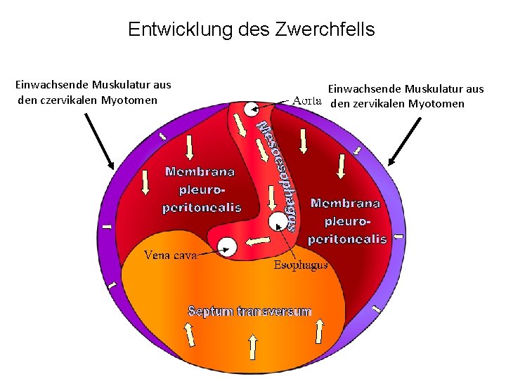 Entwicklung des Zwerchfells Einwachsende Muskulatur aus den czervikalen Myotomen Einwachsende Muskulatur aus den zervikalen