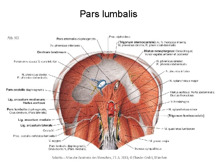 Pars lumbalis 