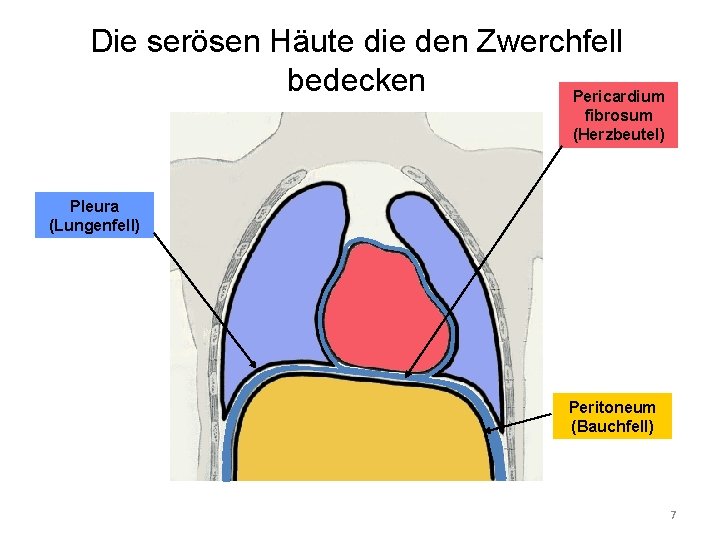 Die serösen Häute die den Zwerchfell bedecken Pericardium fibrosum (Herzbeutel) Pleura (Lungenfell) Peritoneum (Bauchfell)