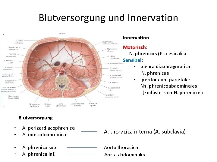 Blutversorgung und Innervation Motorisch: N. phrenicus (Pl. cevicalis) Sensibel: • pleura diaphragmatica: N. phrenicus