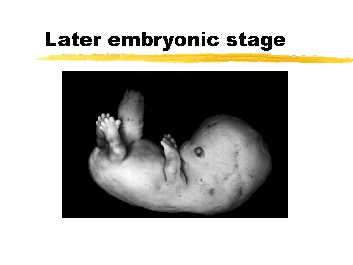 Later embryonic stage 