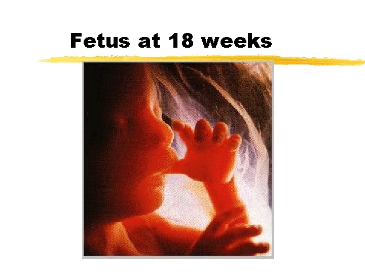 Fetus at 18 weeks 