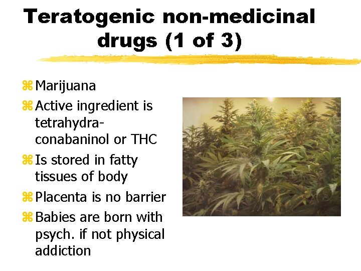 Teratogenic non-medicinal drugs (1 of 3) z Marijuana z Active ingredient is tetrahydraconabaninol or