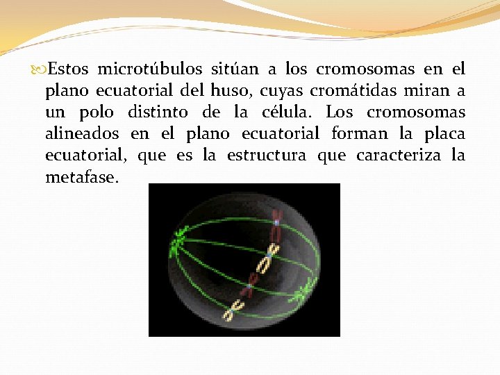  Estos microtúbulos sitúan a los cromosomas en el plano ecuatorial del huso, cuyas