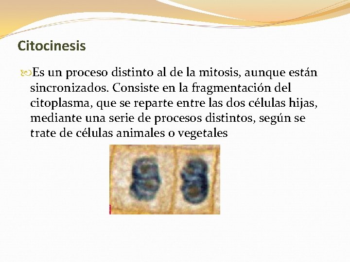 Citocinesis Es un proceso distinto al de la mitosis, aunque están sincronizados. Consiste en