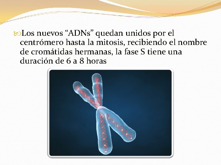  Los nuevos “ADNs” quedan unidos por el centrómero hasta la mitosis, recibiendo el