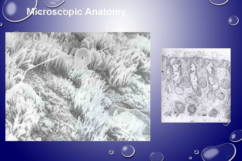 Microscopic Anatomy 14 