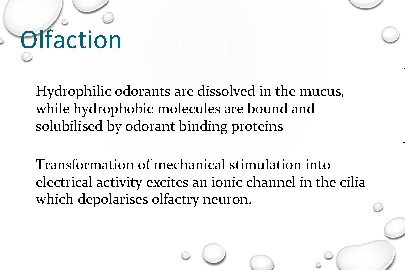 Olfaction Hydrophilic odorants are dissolved in the mucus, while hydrophobic molecules are bound and