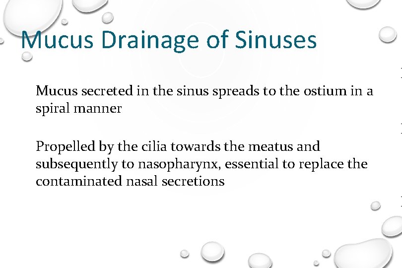 Mucus Drainage of Sinuses Mucus secreted in the sinus spreads to the ostium in