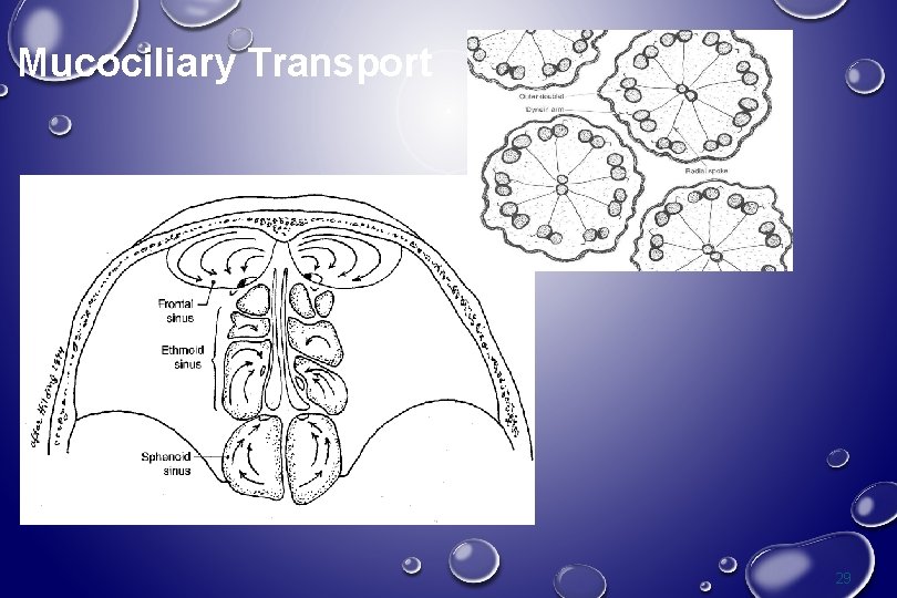 Mucociliary Transport 29 