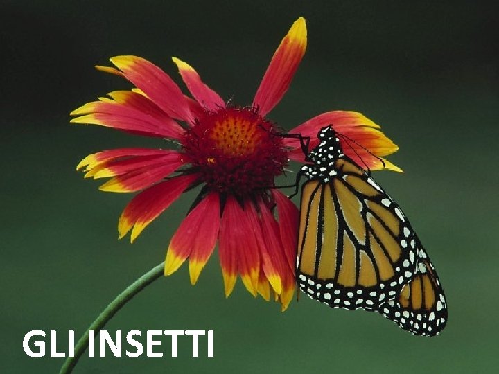 GLI INSETTI 