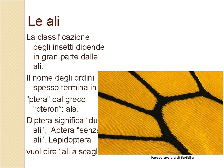 Le ali La classificazione degli insetti dipende in gran parte dalle ali. Il nome