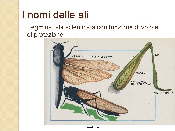 I nomi delle ali Tegmina: ala sclerificata con funzione di volo e di protezione