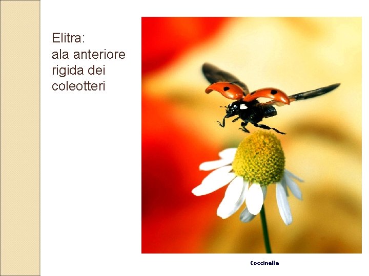 Elitra: ala anteriore rigida dei coleotteri Coccinella 