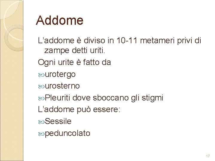 Addome L’addome è diviso in 10 -11 metameri privi di zampe detti uriti. Ogni