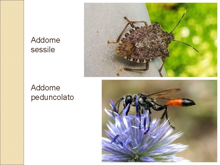 Addome sessile Addome peduncolato 18 Addome sessile Addome peduncolato 18