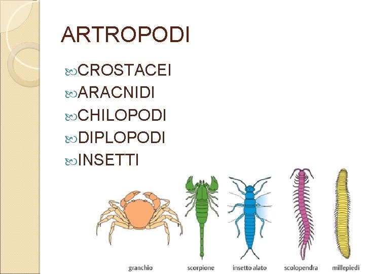 ARTROPODI CROSTACEI ARACNIDI CHILOPODI DIPLOPODI INSETTI 2 ARTROPODI CROSTACEI ARACNIDI CHILOPODI DIPLOPODI INSETTI 2