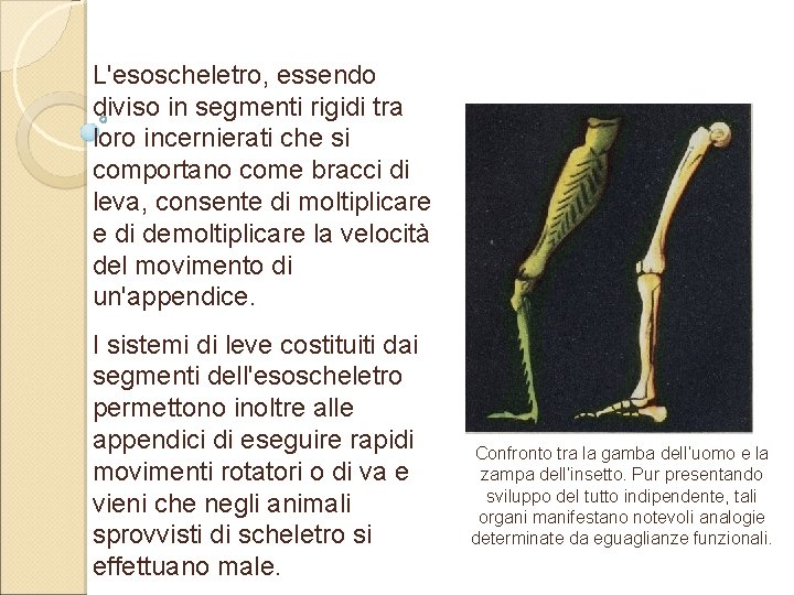 L'esoscheletro, essendo diviso in segmenti rigidi tra loro incernierati che si comportano come bracci