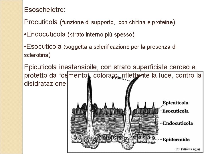 Esoscheletro: Procuticola (funzione di supporto, con chitina e proteine) • Endocuticola (strato interno più