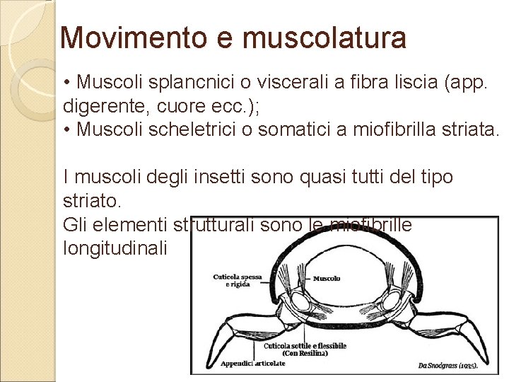 Movimento e muscolatura • Muscoli splancnici o viscerali a fibra liscia (app. digerente, cuore