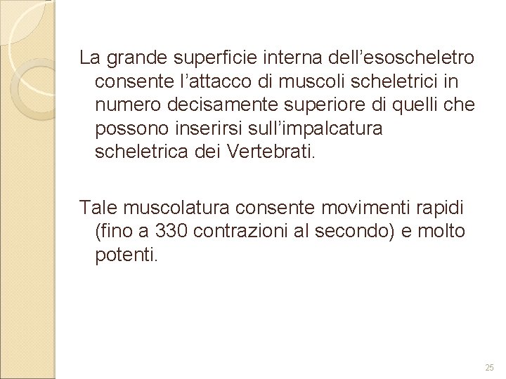 La grande superficie interna dell’esoscheletro consente l’attacco di muscoli scheletrici in numero decisamente superiore