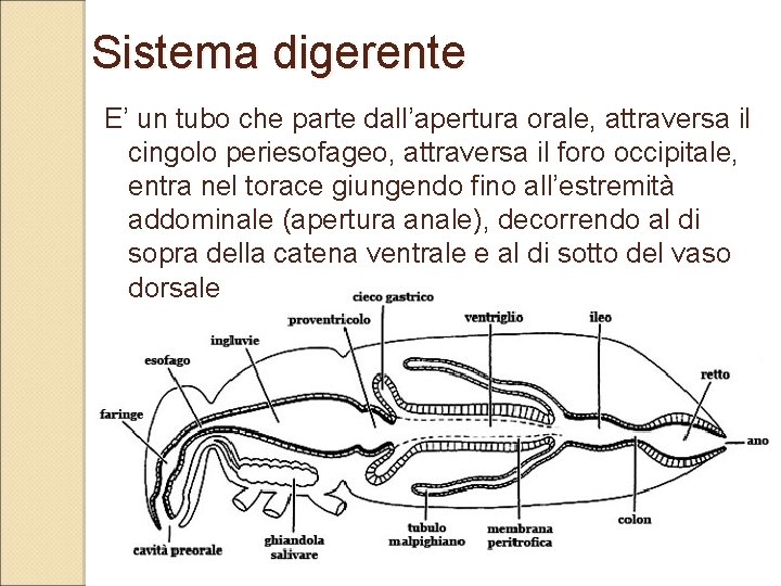 Sistema digerente E’ un tubo che parte dall’apertura orale, attraversa il cingolo periesofageo, attraversa