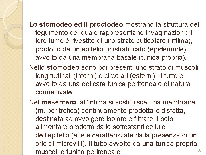 Lo stomodeo ed il proctodeo mostrano la struttura del tegumento del quale rappresentano invaginazioni: