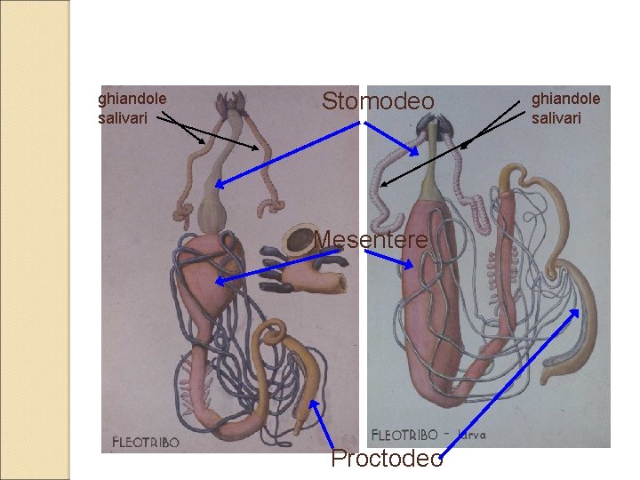 ghiandole salivari Stomodeo Mesentere Proctodeo ghiandole salivari 