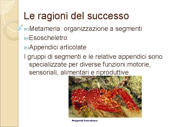 Le ragioni del successo Metameria: organizzazione a segmenti Esoscheletro Appendici articolate I gruppi di