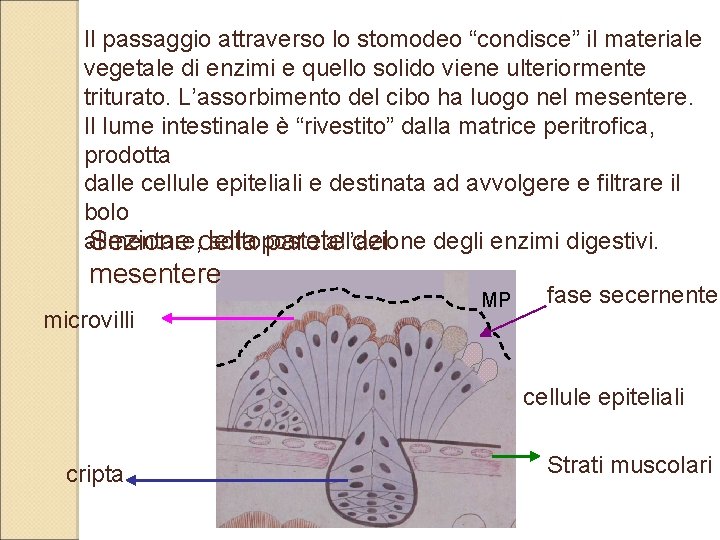 Il passaggio attraverso lo stomodeo “condisce” il materiale vegetale di enzimi e quello solido Il passaggio attraverso lo stomodeo “condisce” il materiale vegetale di enzimi e quello solido