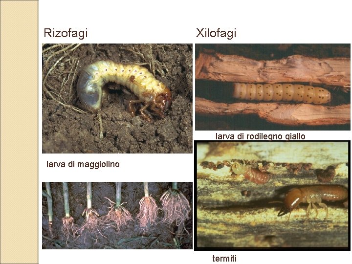 Rizofagi Xilofagi larva di rodilegno giallo larva di maggiolino termiti 