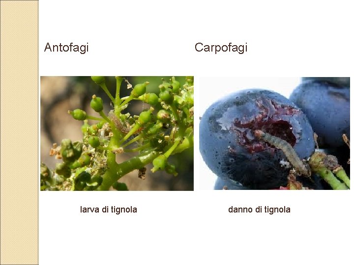 Antofagi larva di tignola Carpofagi danno di tignola Antofagi larva di tignola Carpofagi danno di tignola