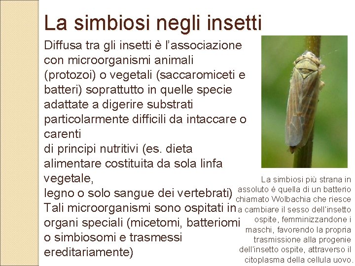 La simbiosi negli insetti Diffusa tra gli insetti è l’associazione con microorganismi animali (protozoi)