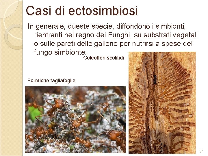 Casi di ectosimbiosi In generale, queste specie, diffondono i simbionti, rientranti nel regno dei