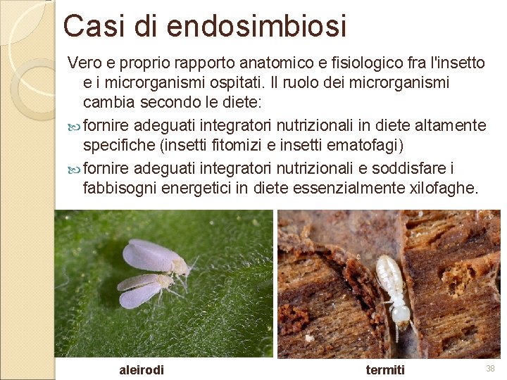 Casi di endosimbiosi Vero e proprio rapporto anatomico e fisiologico fra l'insetto e i