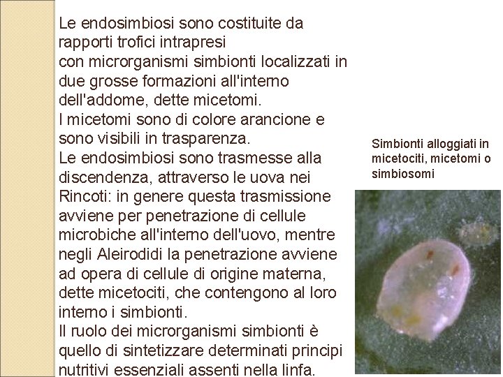 Le endosimbiosi sono costituite da rapporti trofici intrapresi con microrganismi simbionti localizzati in due