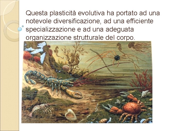 Questa plasticità evolutiva ha portato ad una notevole diversificazione, ad una efficiente specializzazione e