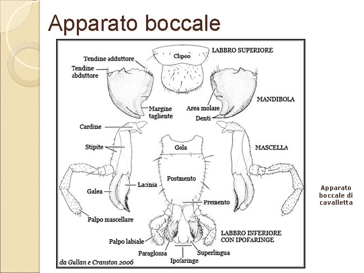 Apparato boccale di cavalletta 