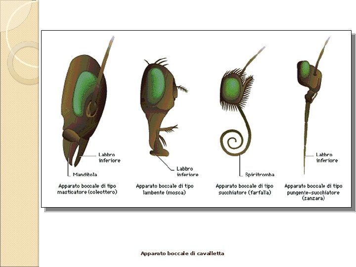 Apparato boccale di cavalletta 