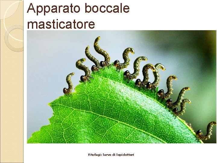 Apparato boccale masticatore Fitofagi: larve di lepidotteri 