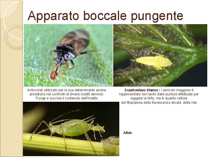 Apparato boccale pungente Antocoridi utilizzato per la sua determinante azione predatoria nei confronti di